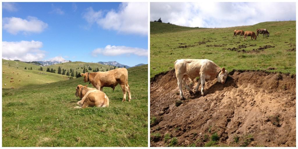 Vaches à Velika Planina Slovénie