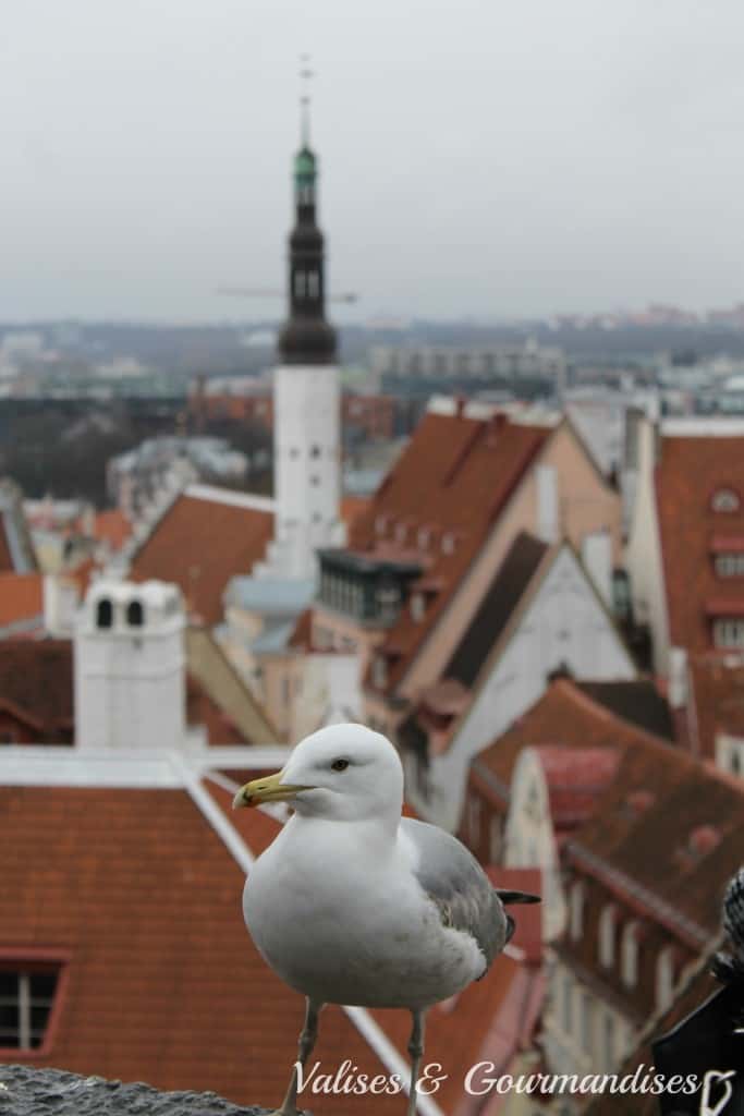 Bird view over Tallinn, Estonia