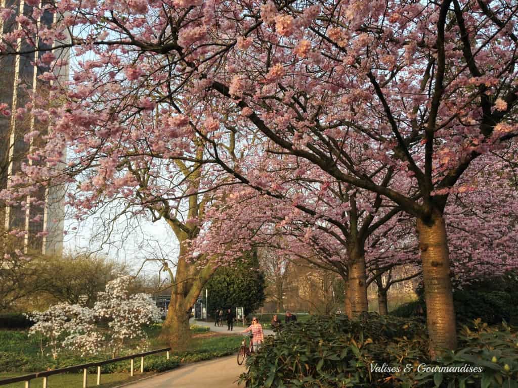 Blooming trees in Hamburg, Germany