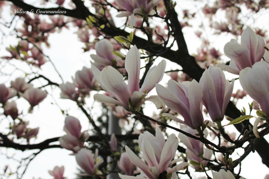 Magnolia flowers, Germany