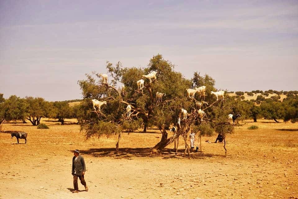 Silly goats in argan trees, Essaouira