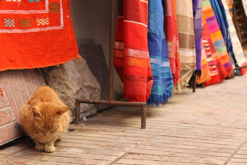 kitty cat in Essaouira