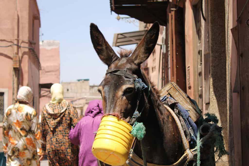 just a regular donkey in Marrakeshq