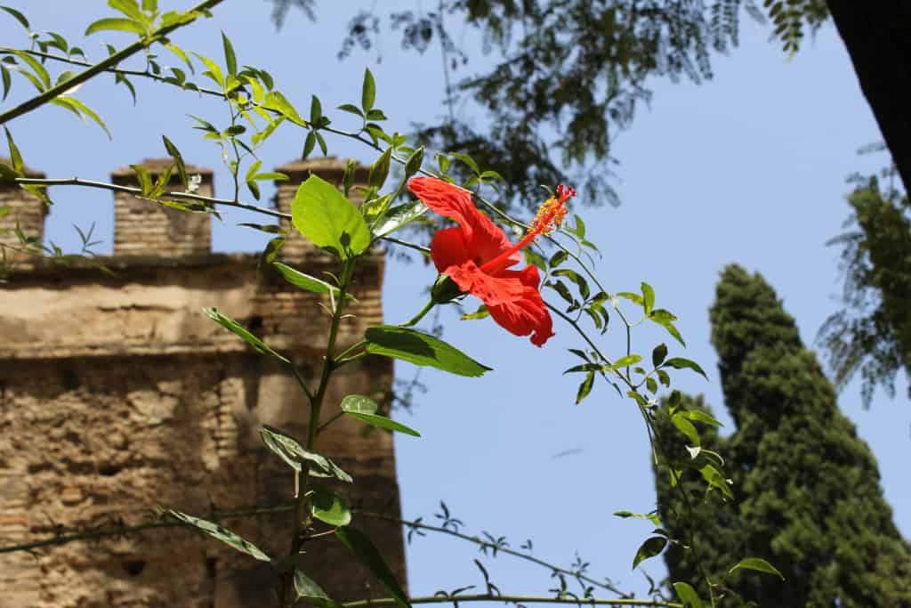 jardins alcazar de séville