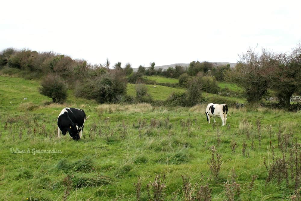 Vaches près de Corcomroe Abbey, Irlande