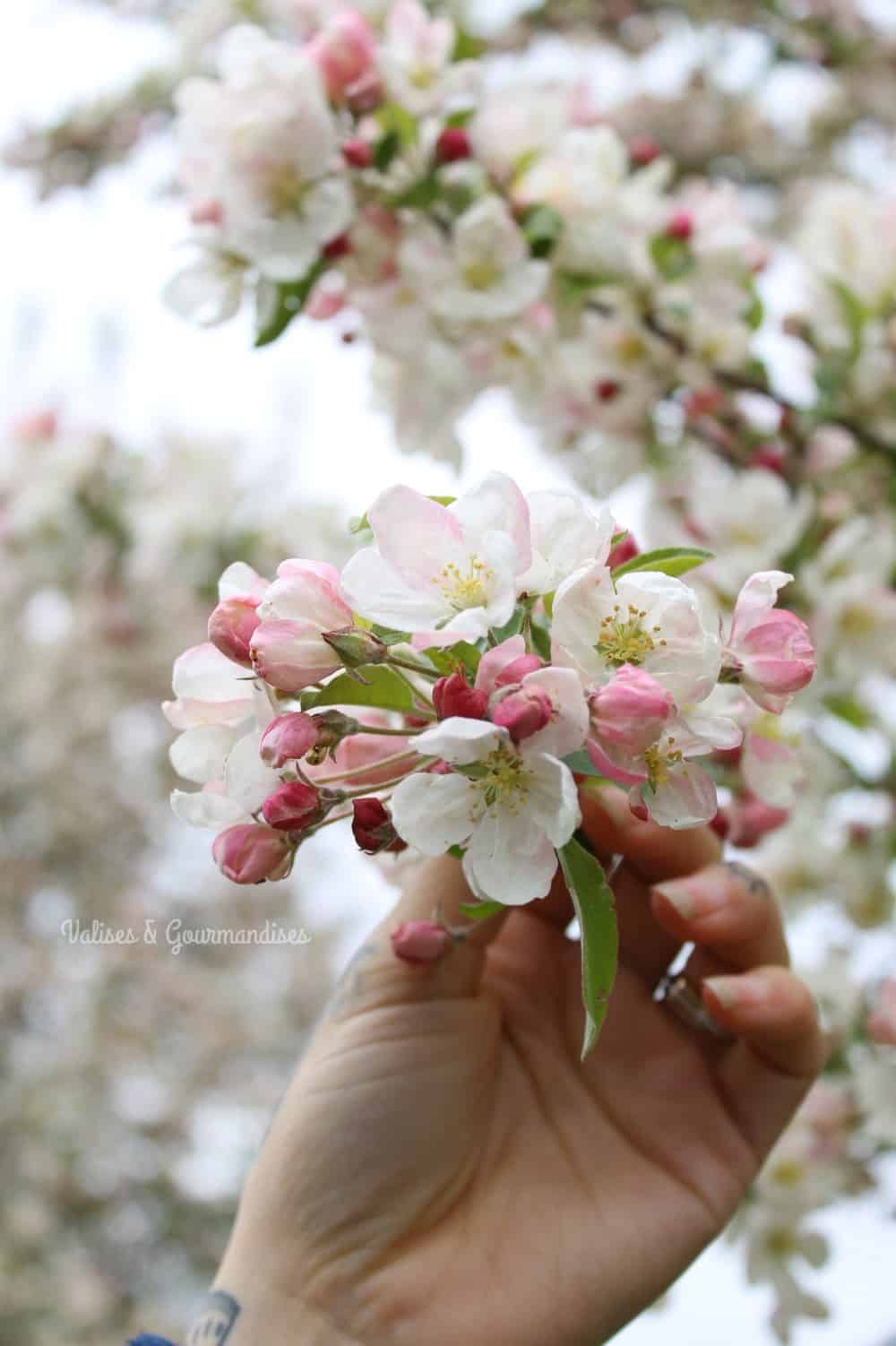 Cerisier en fleurs à Keukenhof, Pays-Bas