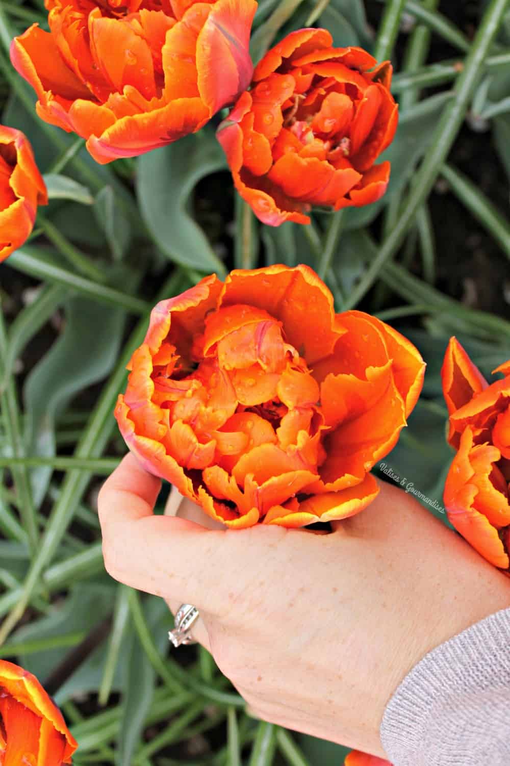 Tulip season at Keukenhof, Netherlands