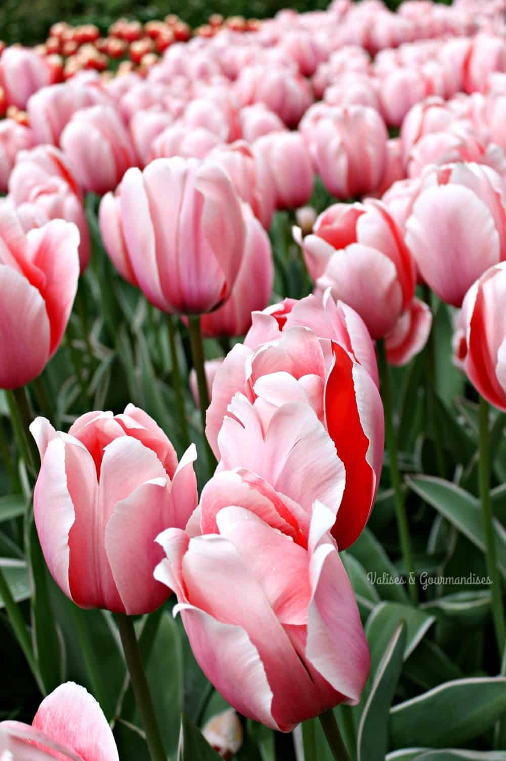 Tulipes à Keukenhof, Pays-Bas