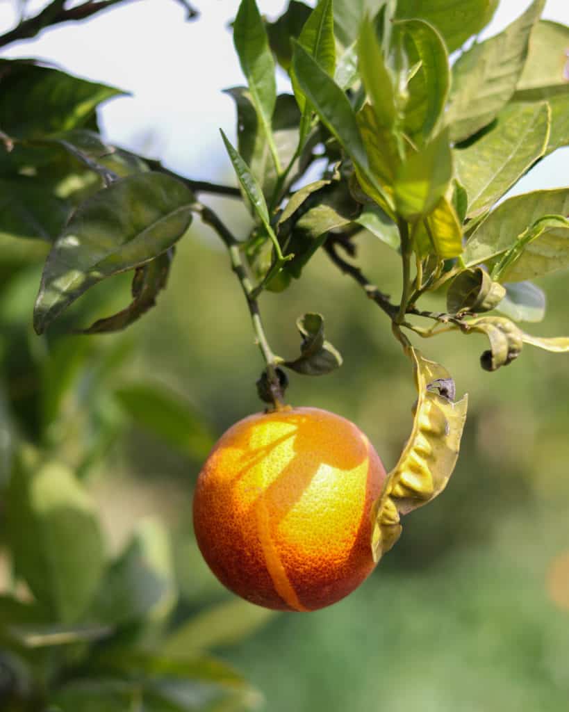 blood orange on the tree