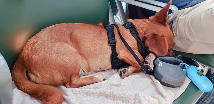 Croquette sleeping at the airport