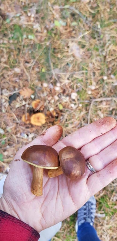2 wild-picked mushrooms in hand