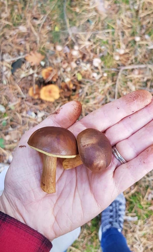 2 wild-picked mushrooms in hand