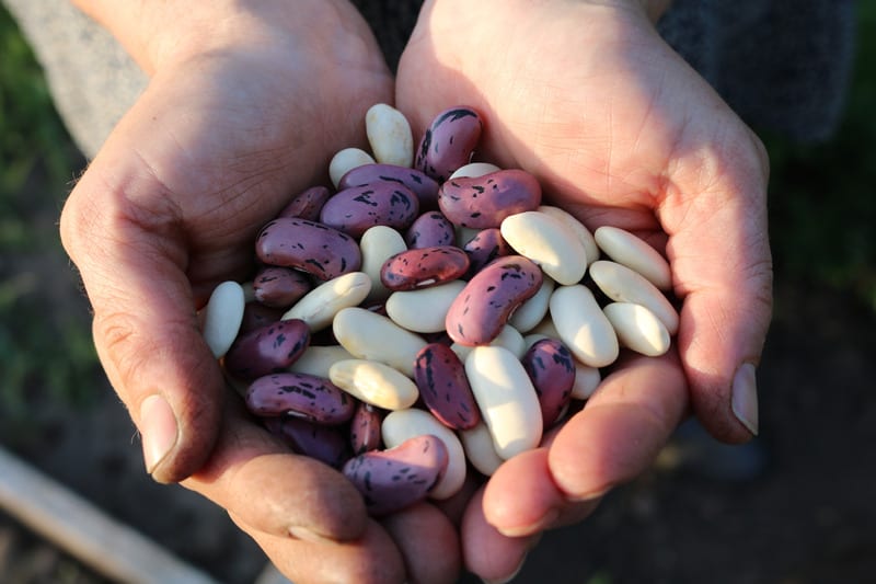 dried legumes in hands